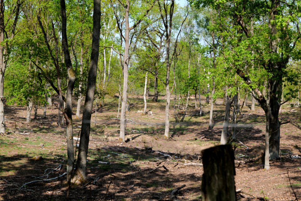 Döberitzer Heide game reserve 2020-05-08 29