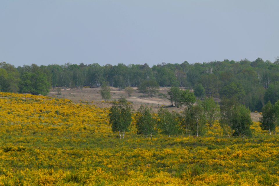Döberitzer Heide Ferbitzer Bruch game reserve 2020-05-08 14