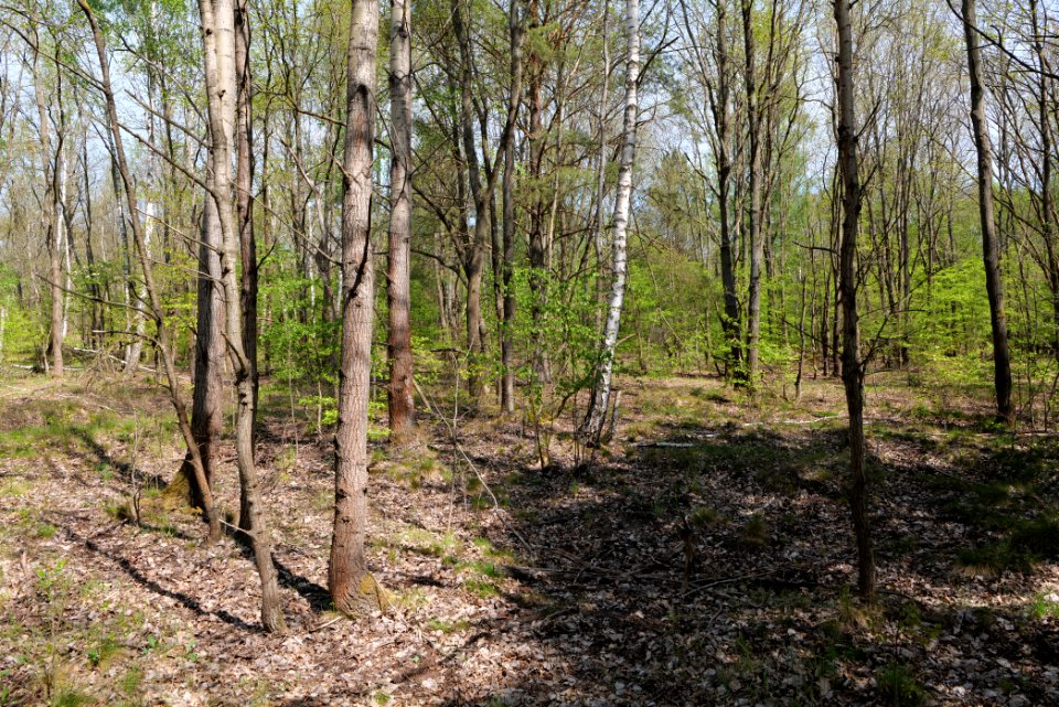 Döberitzer Heide forest 2020-05-08 67