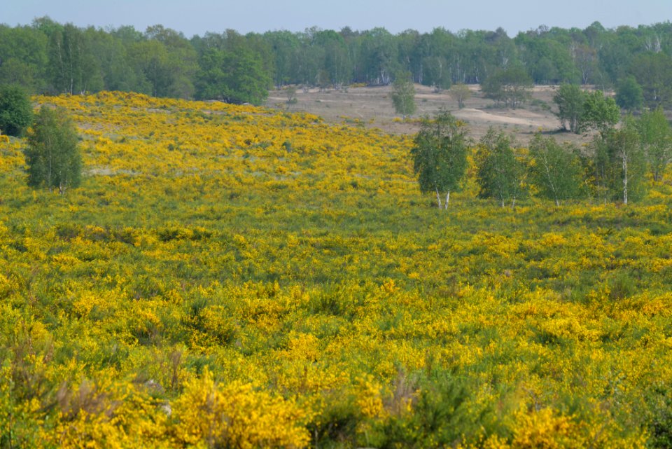 Döberitzer Heide Ferbitzer Bruch game reserve 2020-05-08 12