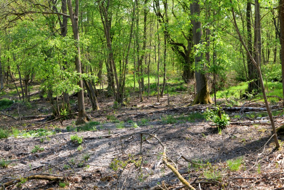 Döberitzer Heide forest 2020-05-08 66