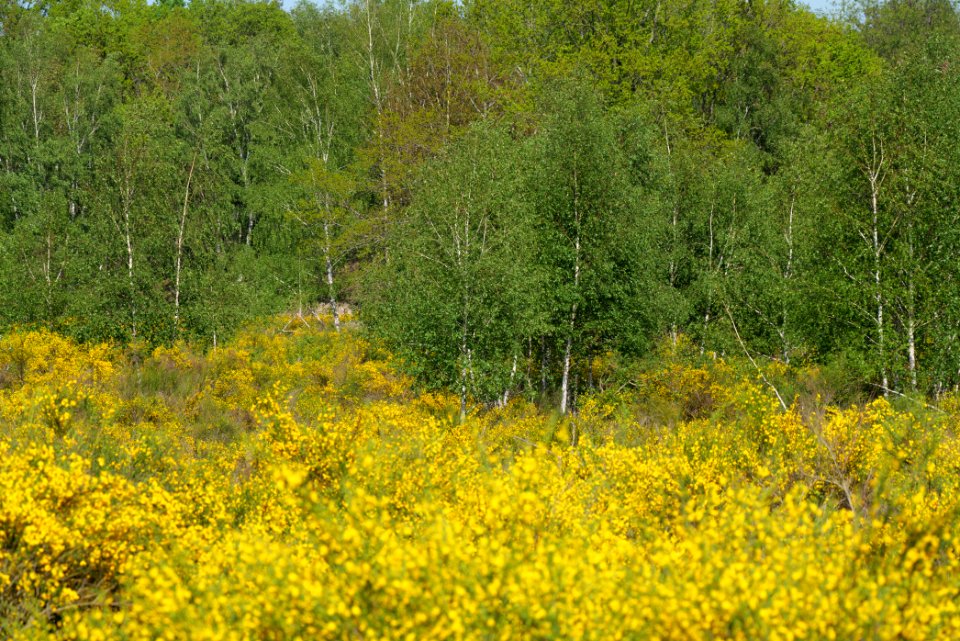 Döberitzer Heide Ferbitzer Bruch game reserve 2020-05-08 28