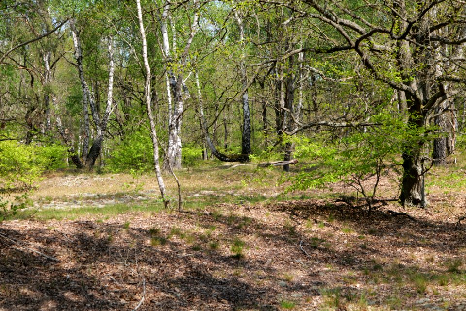 Döberitzer Heide forest 2020-05-08 69
