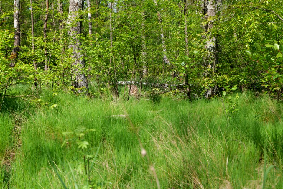 Döberitzer Heide forest 2020-05-08 58