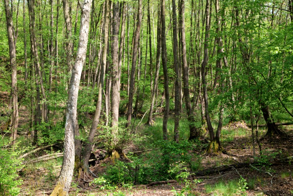 Döberitzer Heide forest 2020-05-08 10