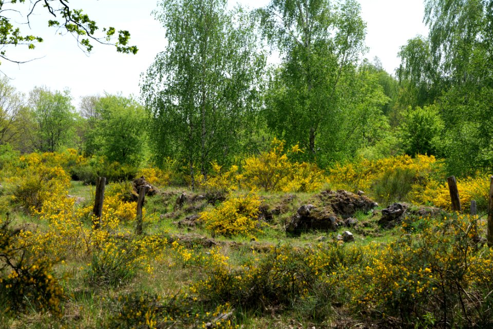 Döberitzer Heide game reserve 2020-05-08 09