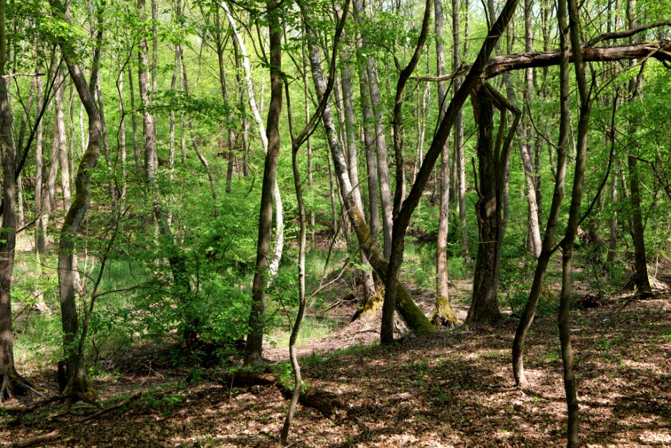 Döberitzer Heide forest 2020-05-08 05