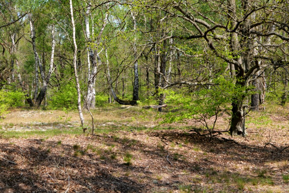 Döberitzer Heide forest 2020-05-08 70