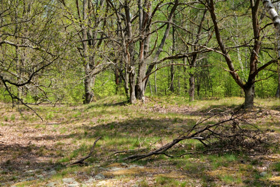 Döberitzer Heide forest 2020-05-08 68