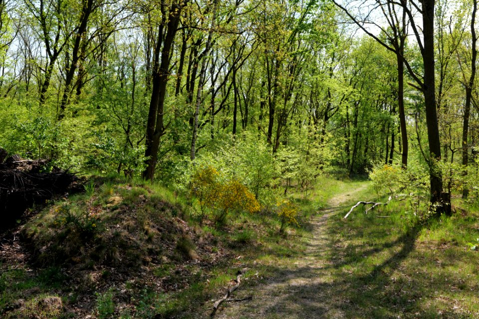 Döberitzer Heide forest 2020-05-08 61