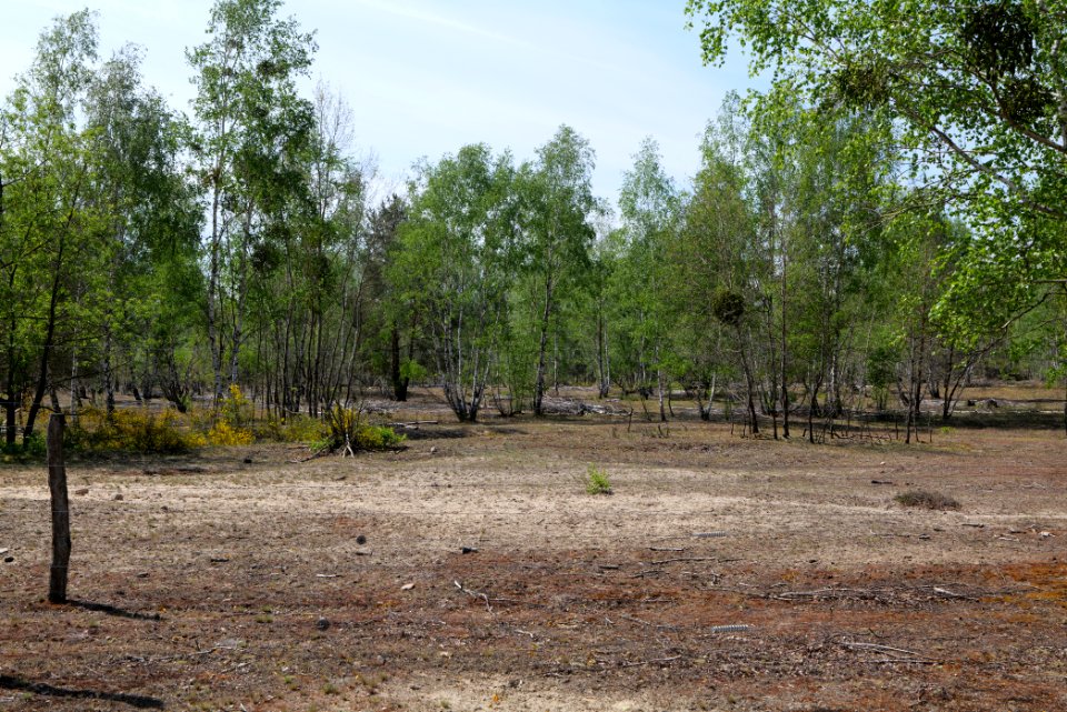 Döberitzer Heide game reserve 2020-05-08 64