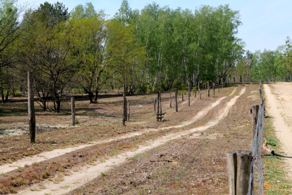Döberitzer Heide game reserve 2020-05-08 58