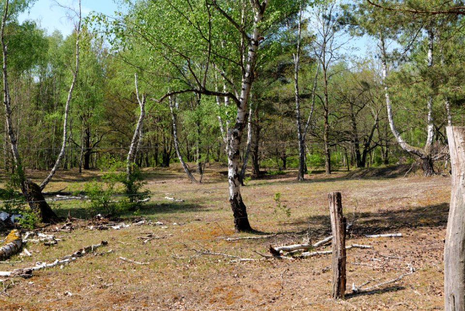 Döberitzer Heide game reserve 2020-05-08 55