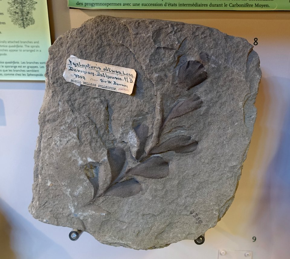 Cyclopteris obtusa - Redpath Museum - McGill University - Montreal, Canada - DSC07982