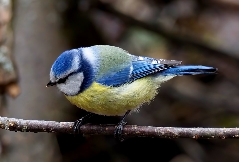 Cyanistes caeruleus Oulu Finland 2021-05-10