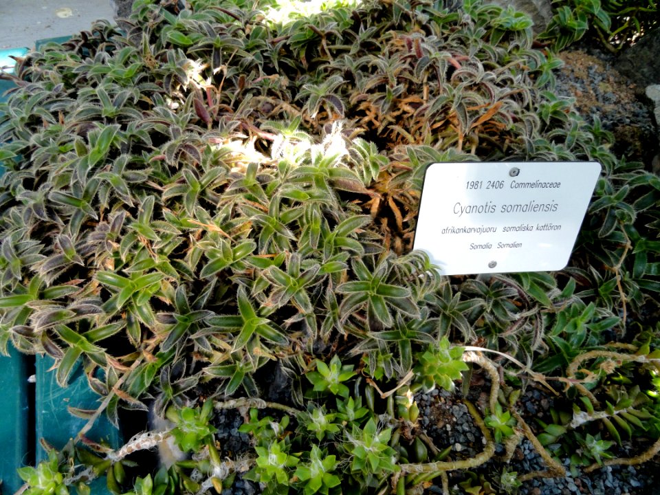 Cyanotis somaliensis - Botanical Garden in Kaisaniemi, Helsinki - DSC03725