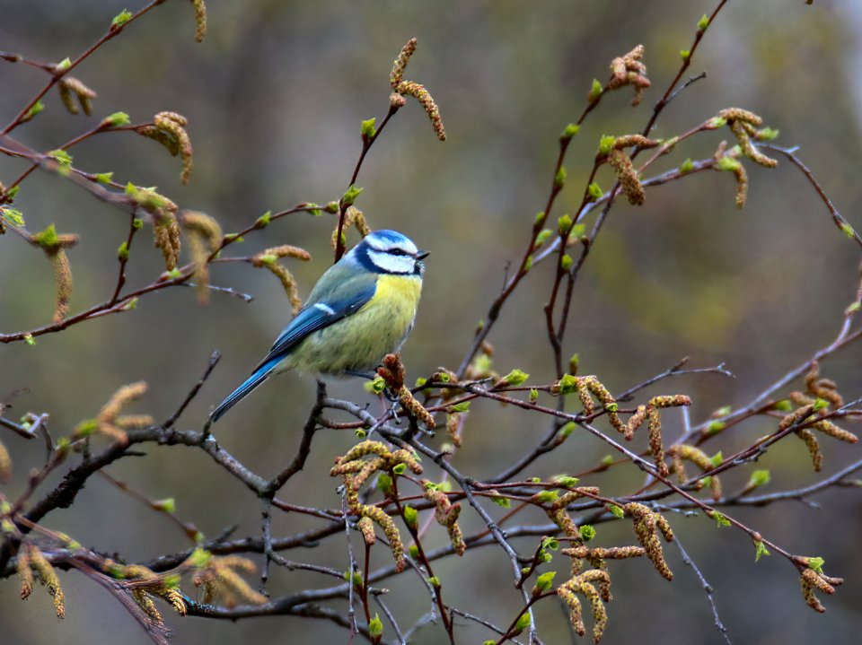 Cyanistes caeruleus Oulu Finland 2016-05-13