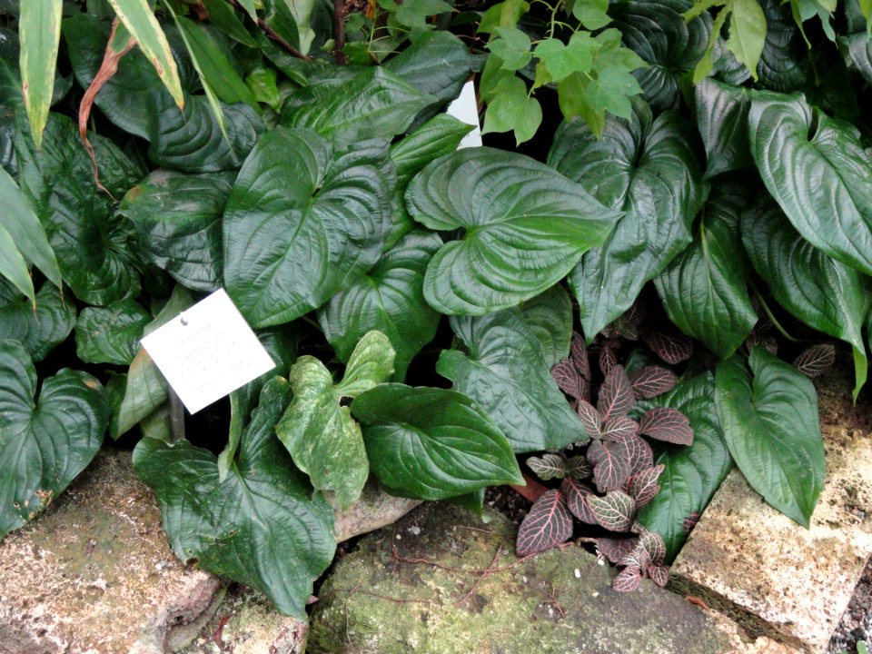 Cyanastrum cordifolium - Botanischer Garten Freiburg - DSC06310