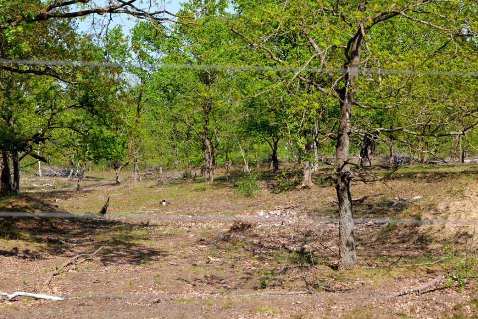 Döberitzer Heide game reserve 2020-05-08 27