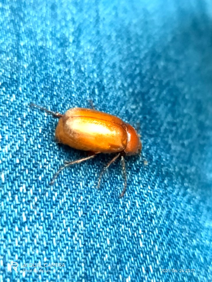 Cyclocephala - Beetle 2