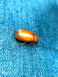 Cyclocephala - Beetle 2