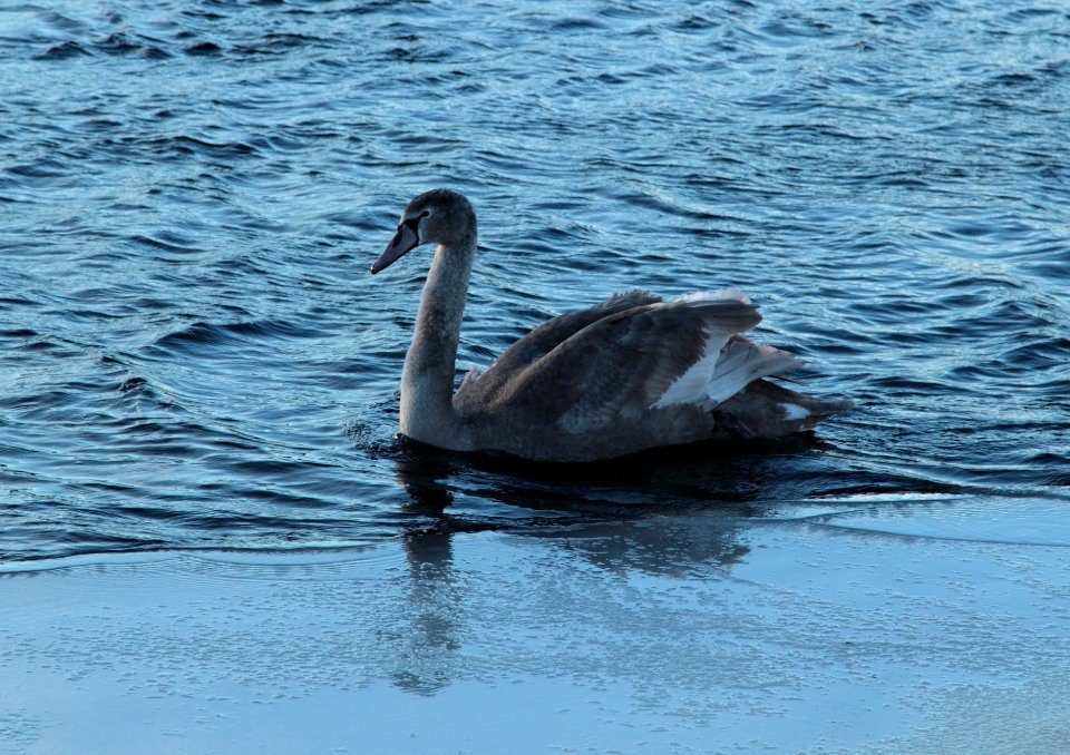 Cygnus olor Oulu 20150207 05