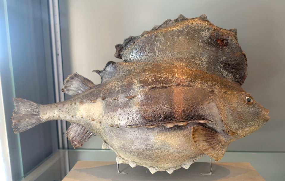 Cyclopterus lumpus - Swedish Museum of Natural History - Stockholm, Sweden - DSC00716