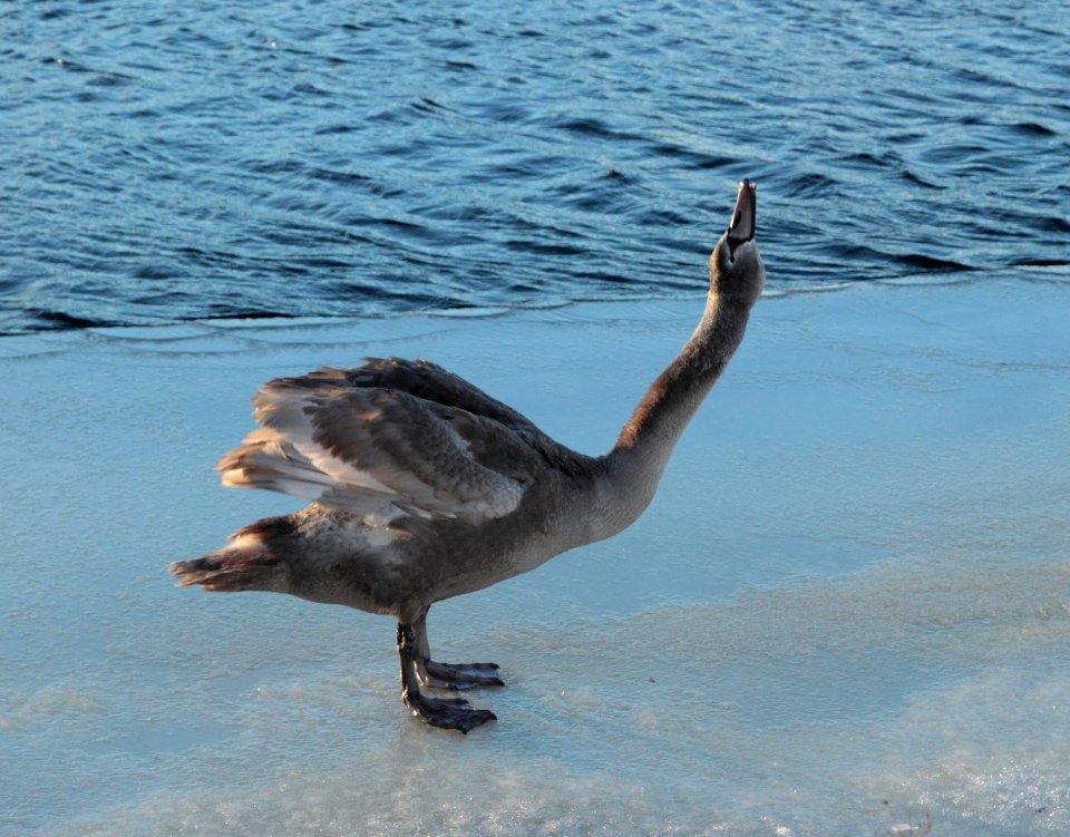 Cygnus olor Oulu 20150207 06