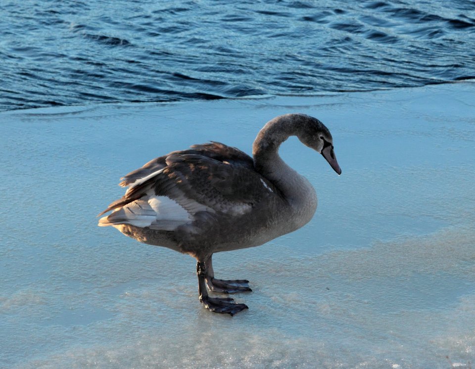 Cygnus olor Oulu 20150207 03