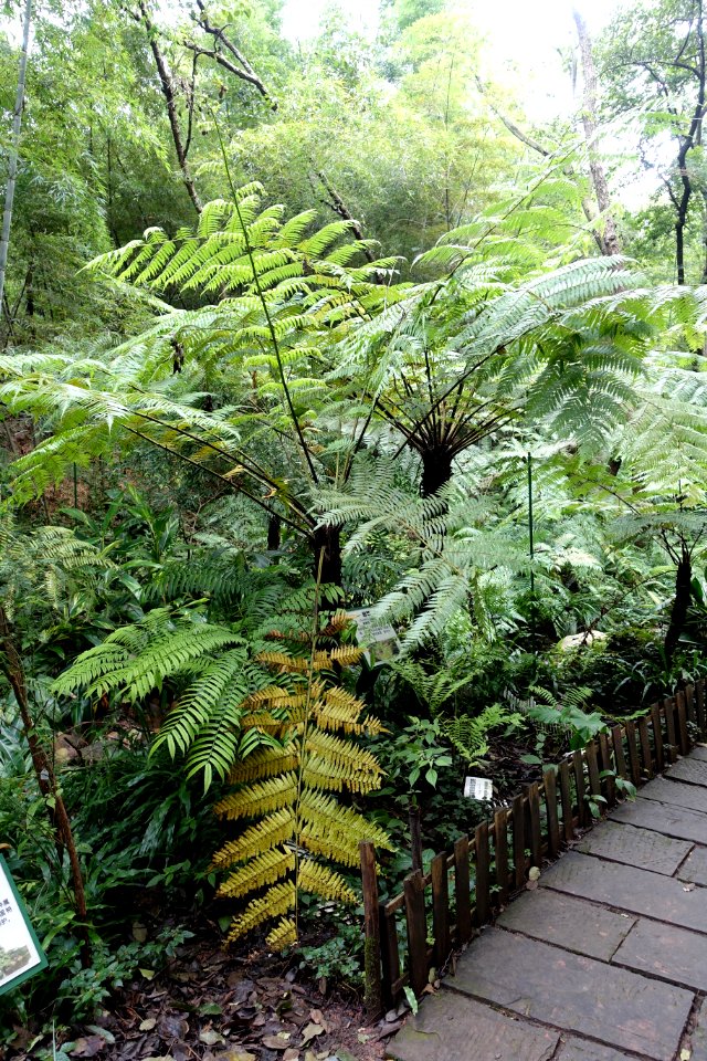 Cyathea spinulosa (Alsophila spinulosa) - Chengdu Botanical Garden - Chengdu, China - DSC03230