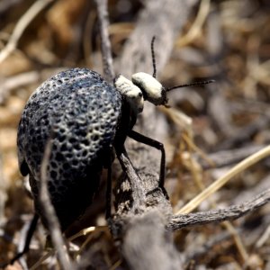 Cysteodemus armatus - Inflated Beetle Mojave desert 2016-04-05 (1)