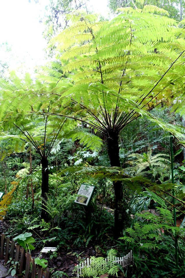 Cyathea spinulosa (Alsophila spinulosa) - Chengdu Botanical Garden - Chengdu, China - DSC03233