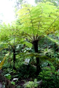 Cyathea spinulosa (Alsophila spinulosa) - Chengdu Botanical Garden - Chengdu, China - DSC03233