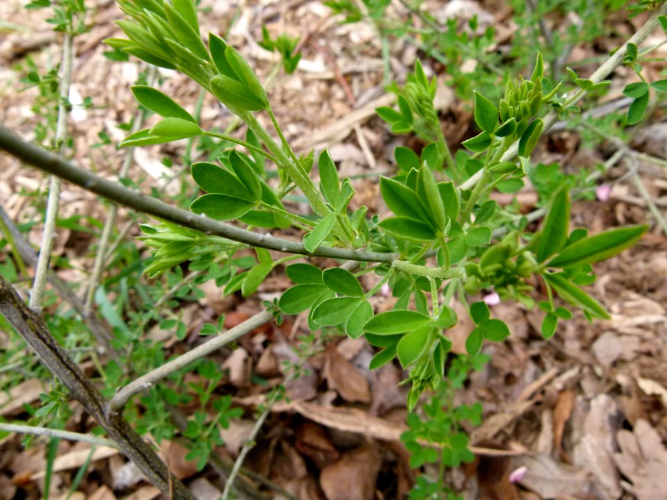 Cytisus nigricans