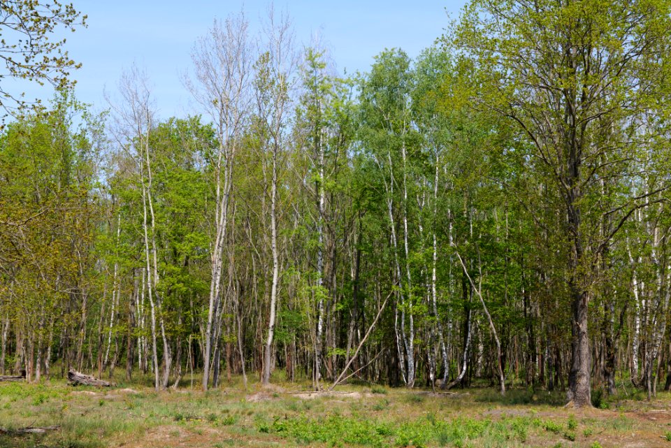 Döberitzer Heide 2020-05-08 09