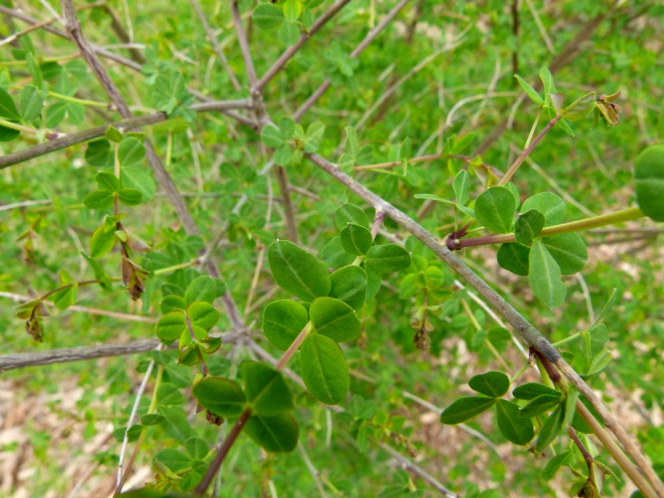 Cytisophyllum sessilifolium