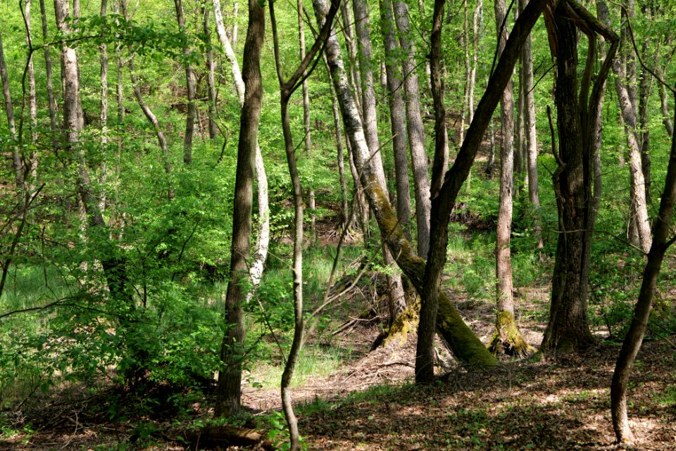 Döberitzer Heide forest 2020-05-08 04