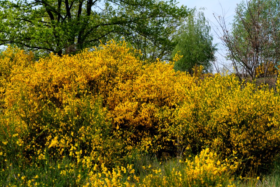 Döberitzer Heide 2020-05-08 23