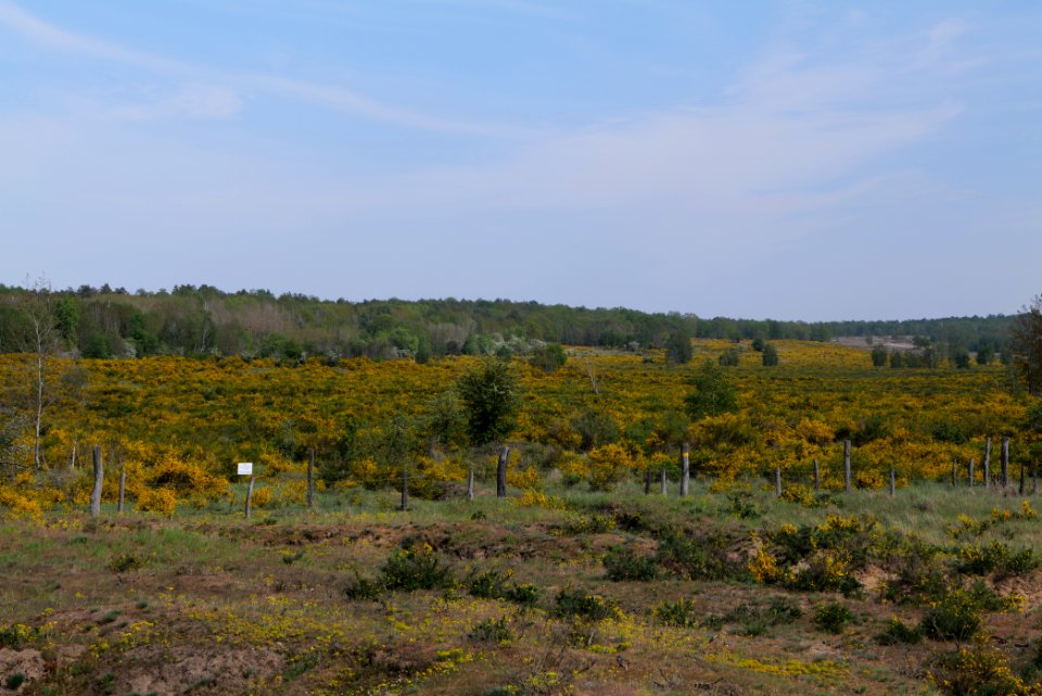 Döberitzer Heide Ferbitzer Bruch game reserve 2020-05-08 06