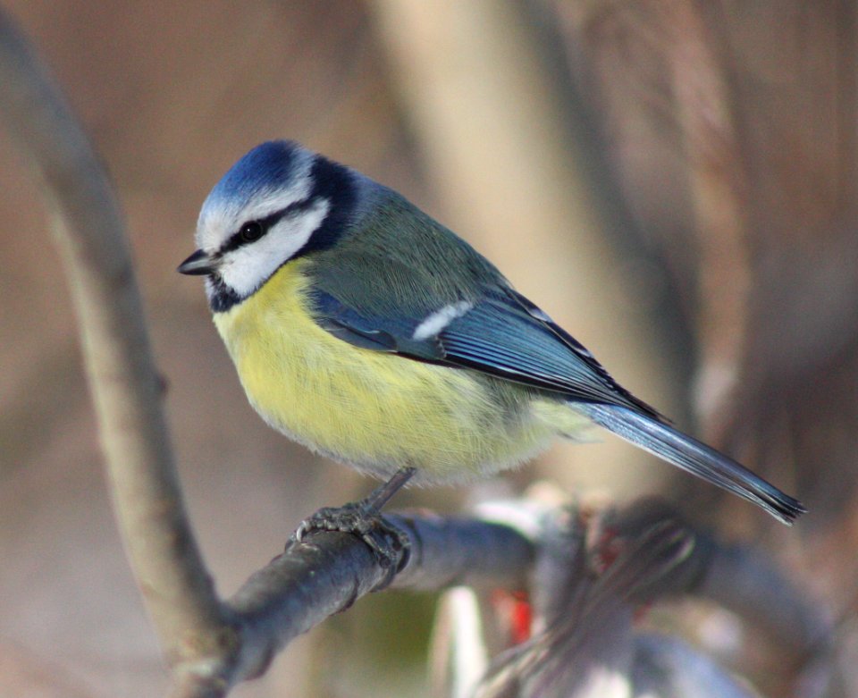 Cyanistes Caeruleus Oulu 20120303