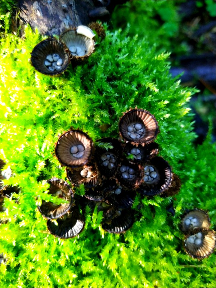 Cyathus striatus 91398264