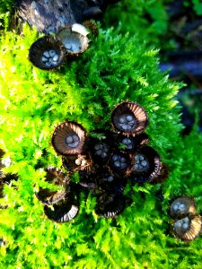 Cyathus striatus 91398264