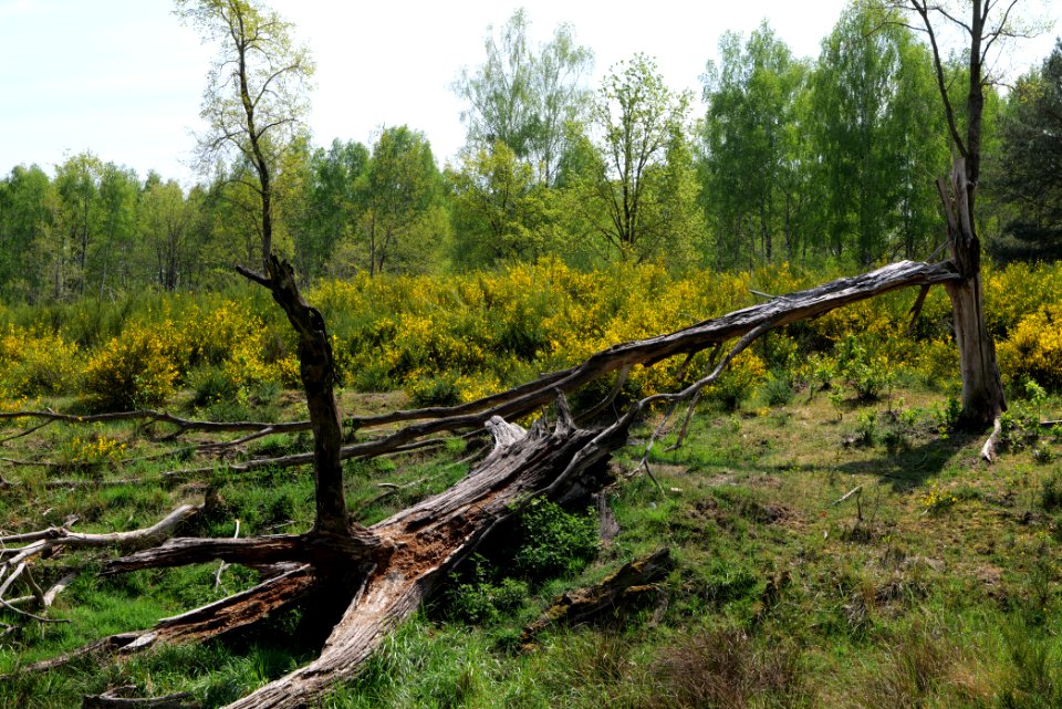 Döberitzer Heide 2020-05-08 05