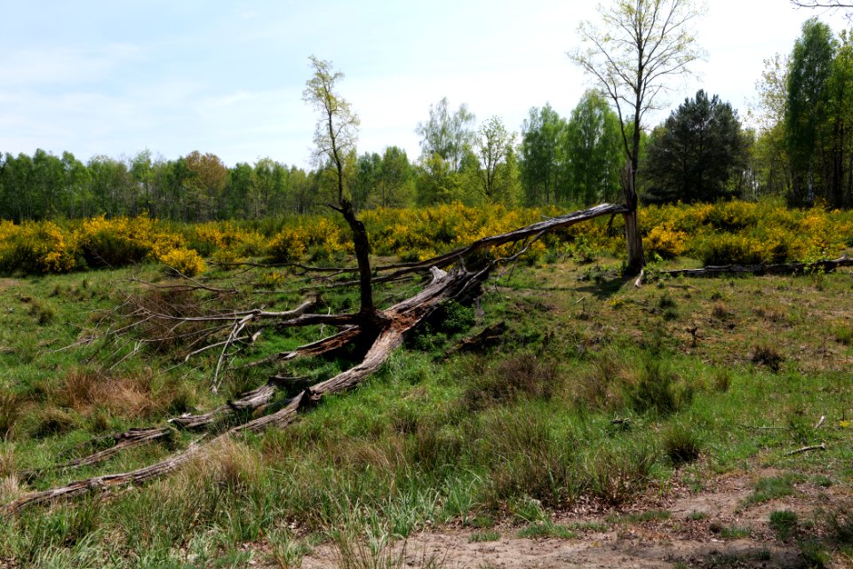 Döberitzer Heide 2020-05-08 01