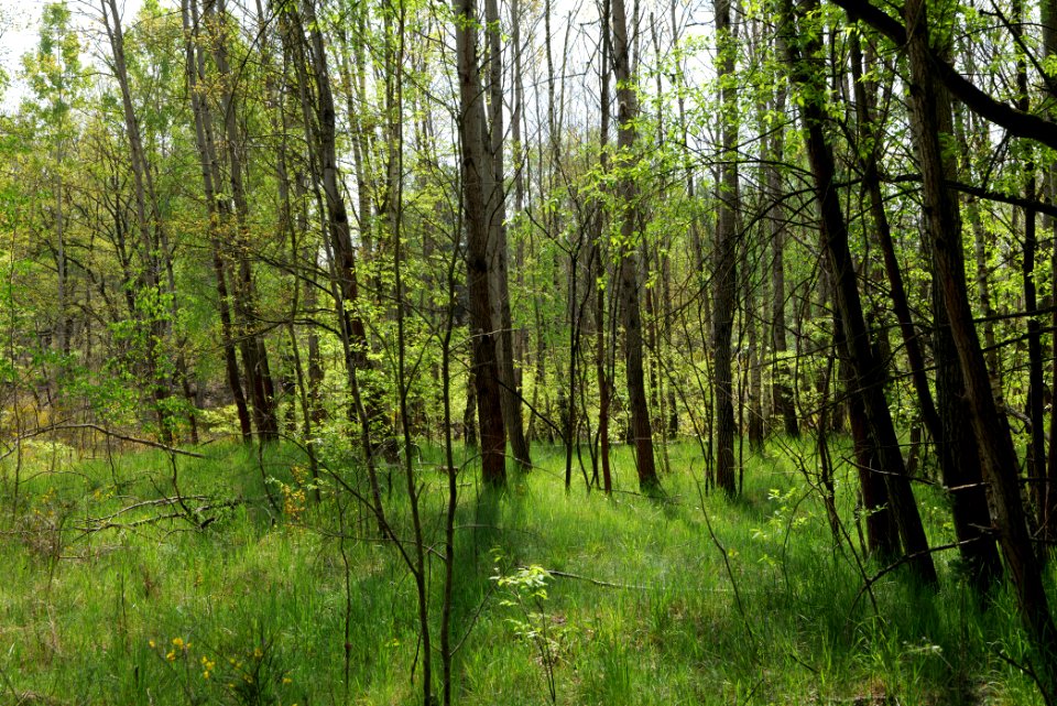 Döberitzer Heide forest 2020-05-08 13