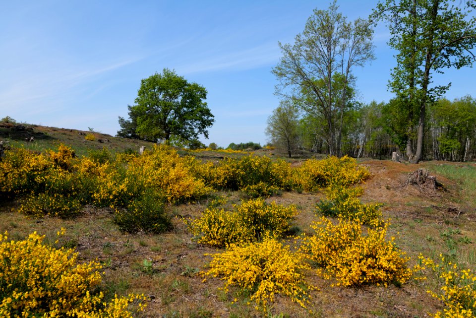 Döberitzer Heide 2020-05-08 21