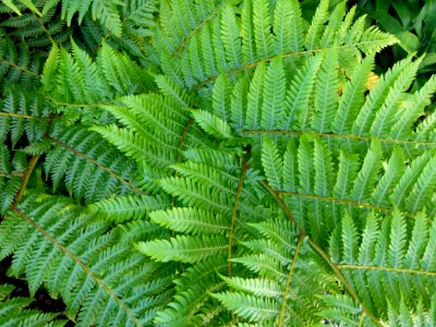 Cyathea 2