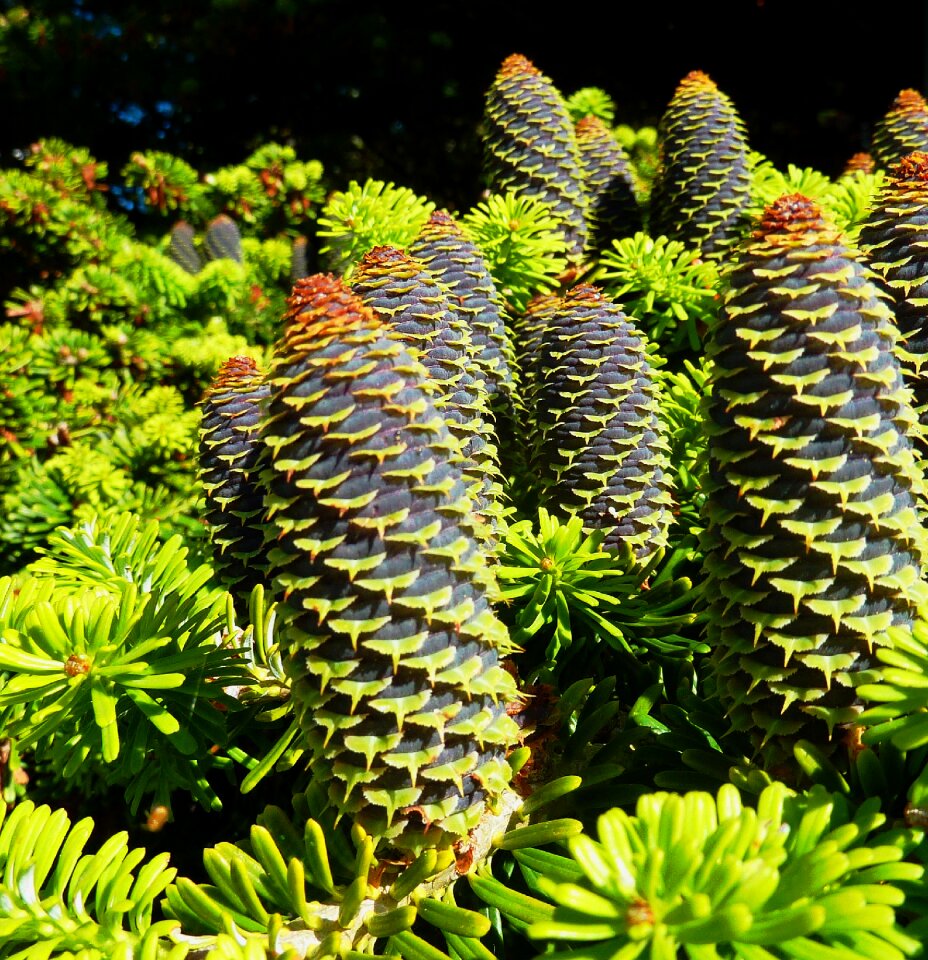 Green pine cones larch