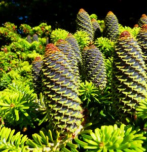 Green pine cones larch photo