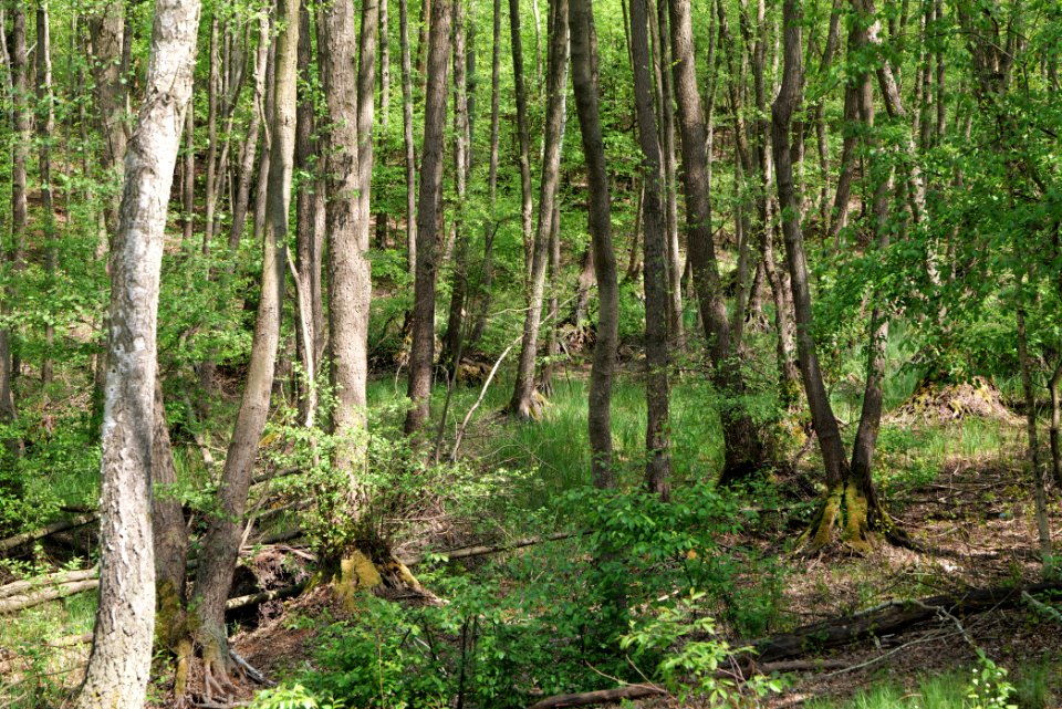 Döberitzer Heide forest 2020-05-08 08